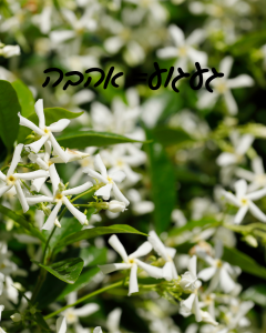 געגוע = אהבה. געגוע למה? למי? אם מתגעגעים משמע אוהבים? את מי אוהבים? מה אוהבים?