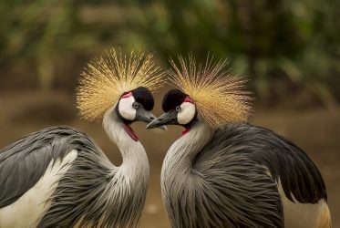 grey-crowned-crane-bird-crane-animal-45853
