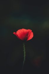 ורד אדום ליום הזכרון